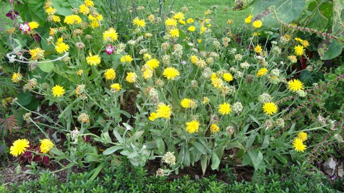 Calendula ‘Porcupine’ Yellow, classé parmi les grands soucis